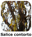 Salice contorto